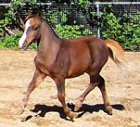 Mocha's CC Litonya Gold